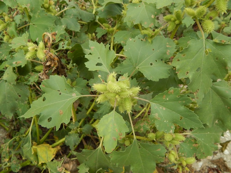 Xanthium italicum / Nappola italiana